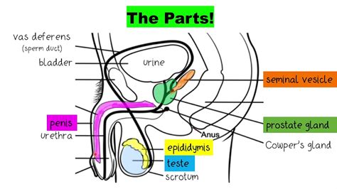 penis photo|Male Genitalia Pictures, Anatomy & Diagram 